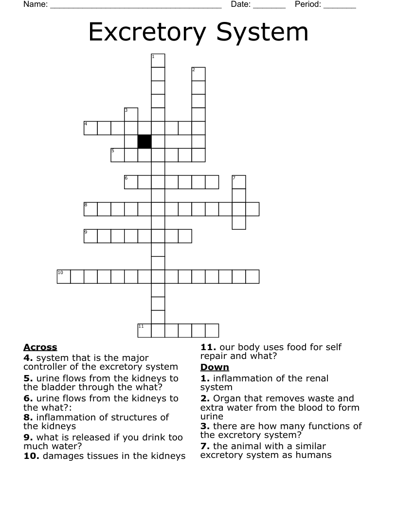 Excretory System Crossword
