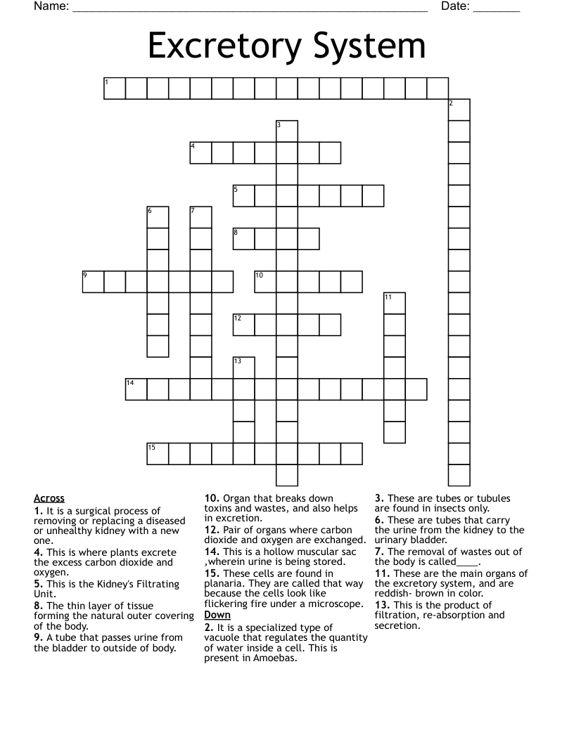 Excretory System Crossword