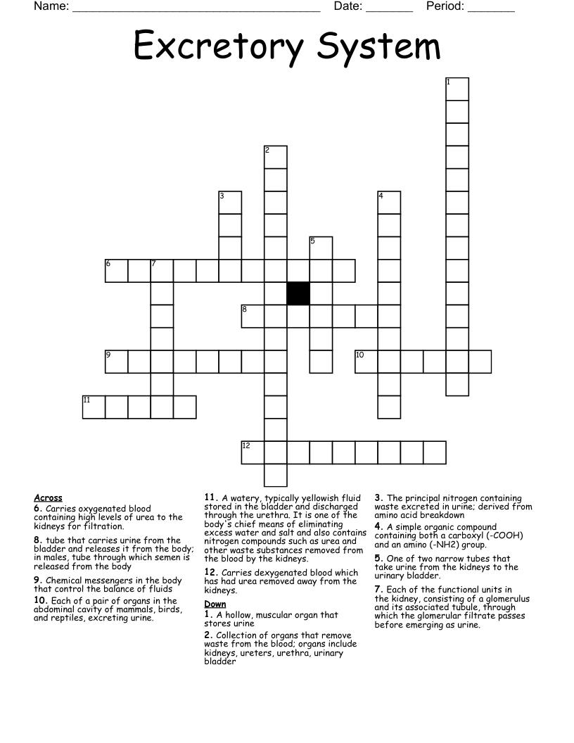 Excretory System Crossword