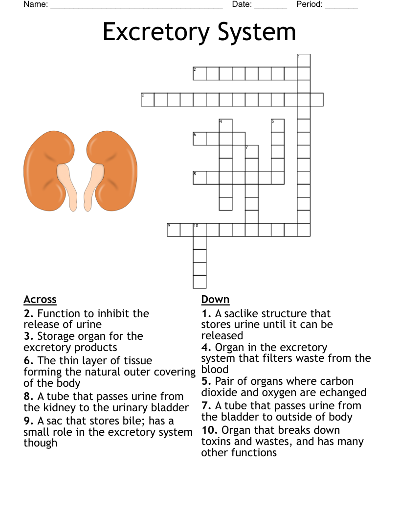 Excretory System Crossword