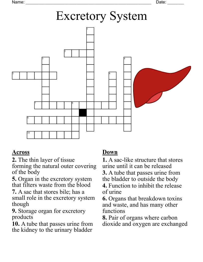 Excretory System Crossword