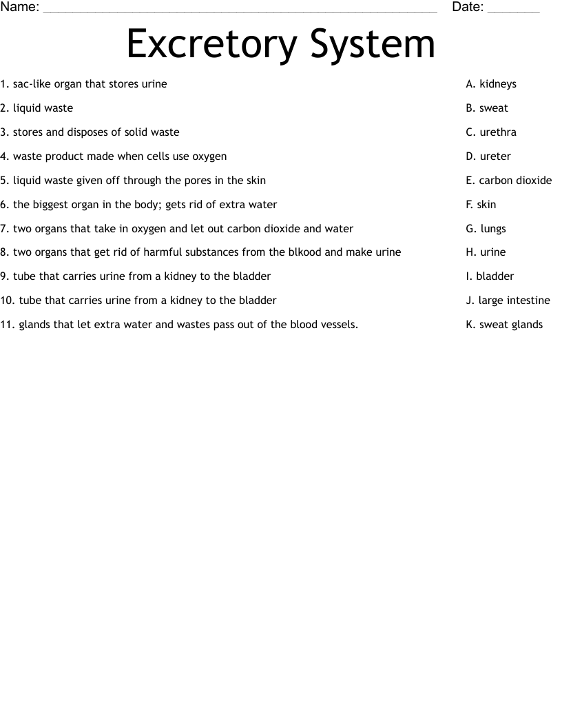 Excretory System Worksheet