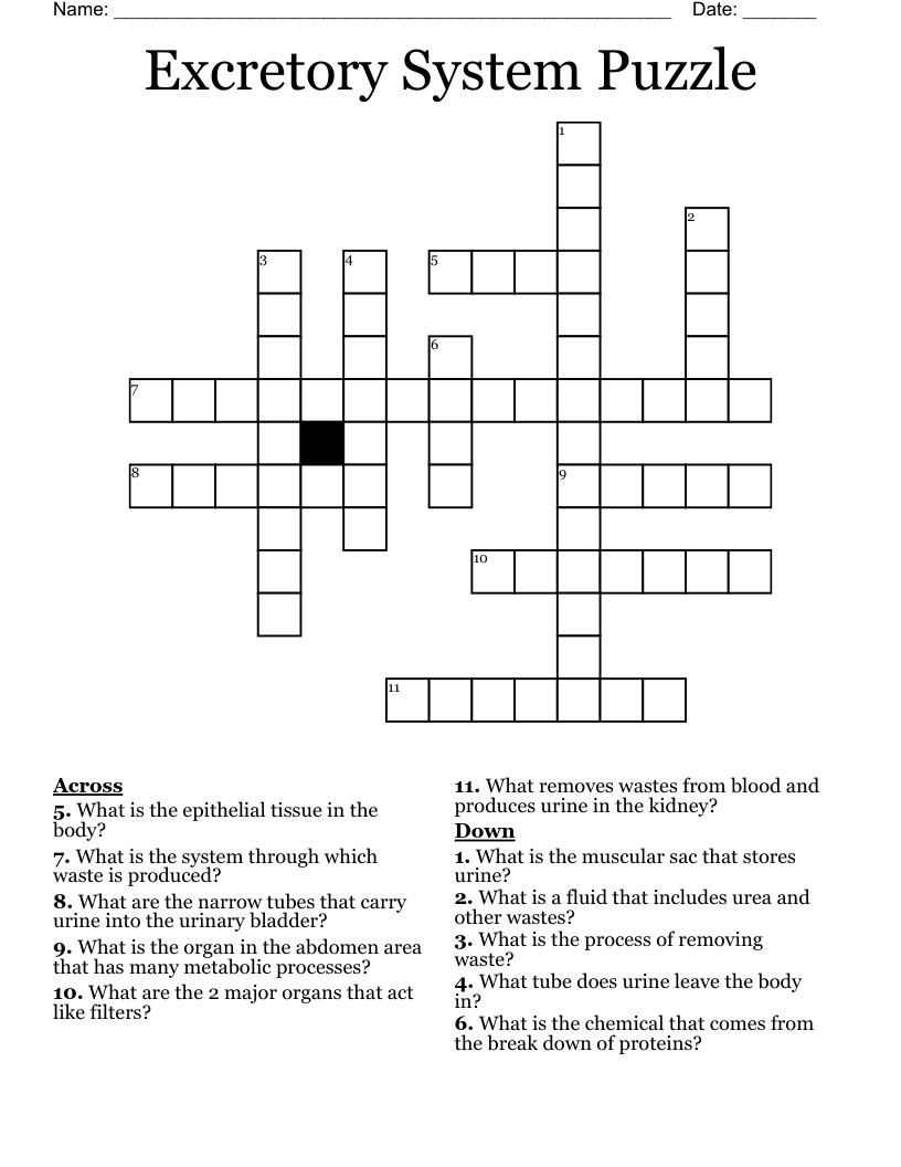 Excretory System Puzzle Crossword