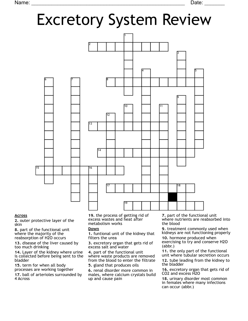 Excretory System Review Crossword