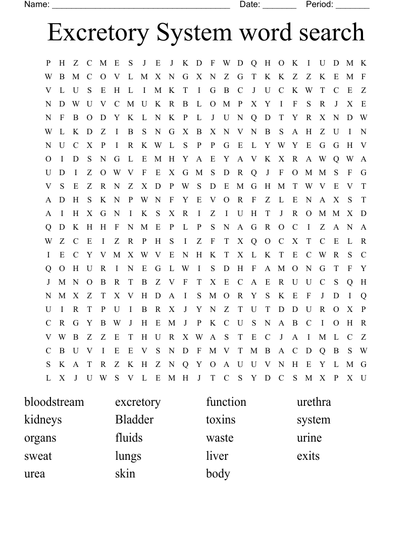 Excretory System word search