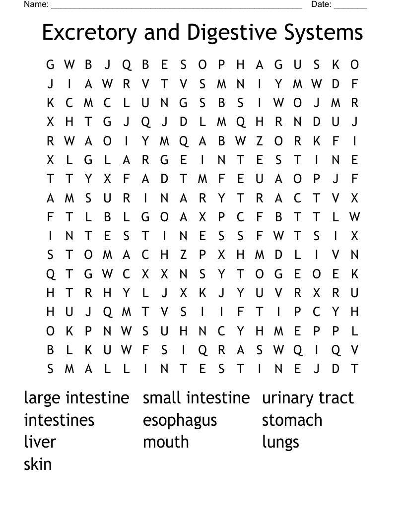 Excretory and Digestive Systems Word Search