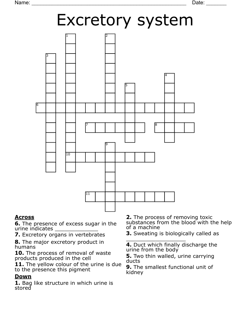 Excretory system Crossword