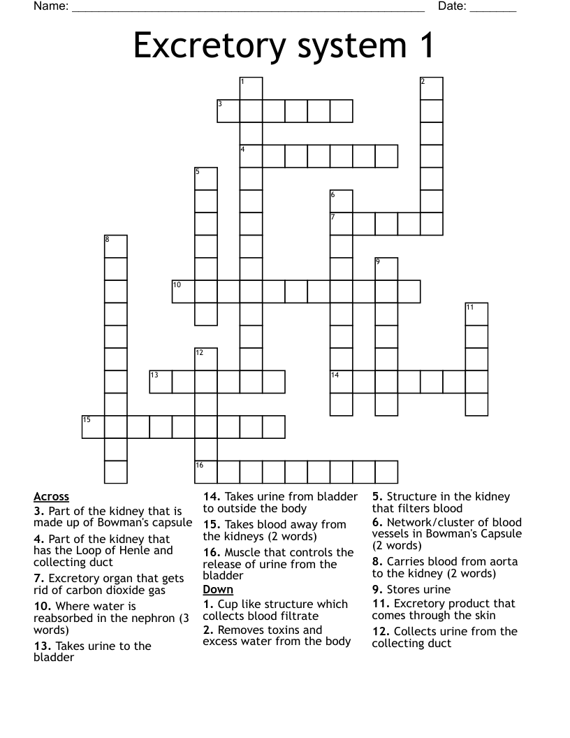 Excretory system 1 Crossword