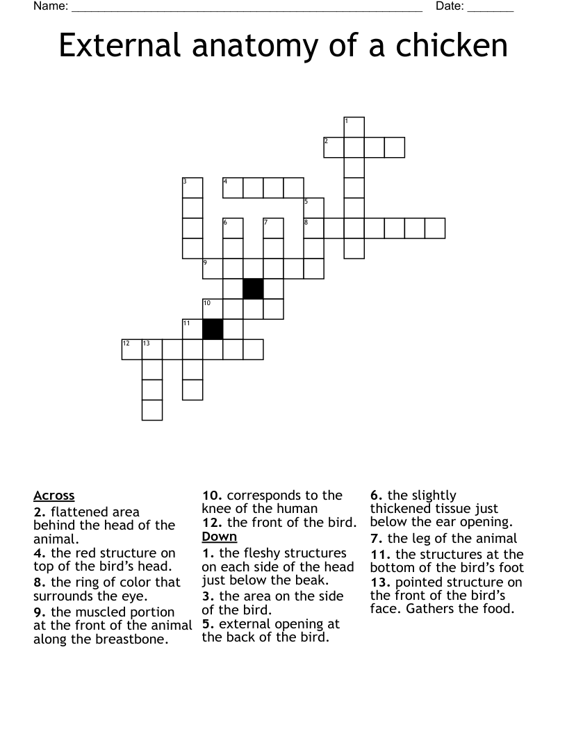 External anatomy of a chicken Crossword