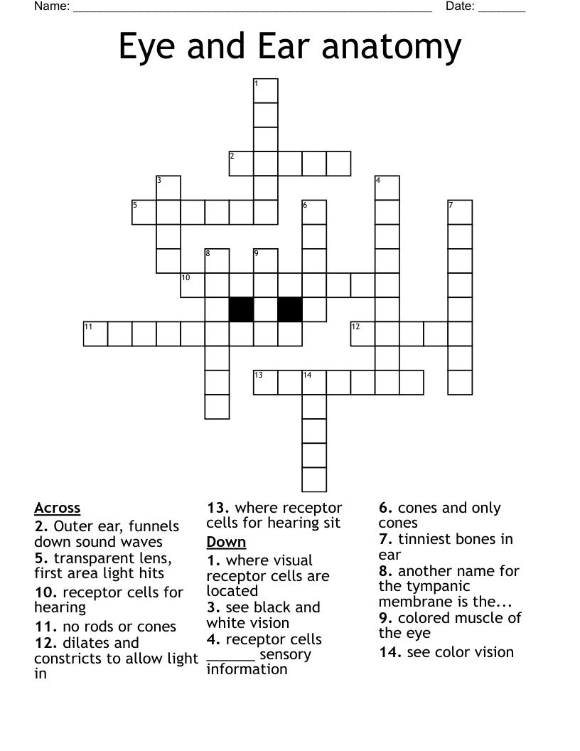Eye and Ear anatomy  Crossword