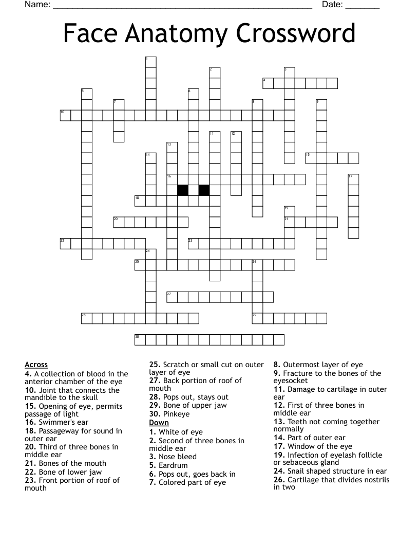 Face Anatomy Crossword