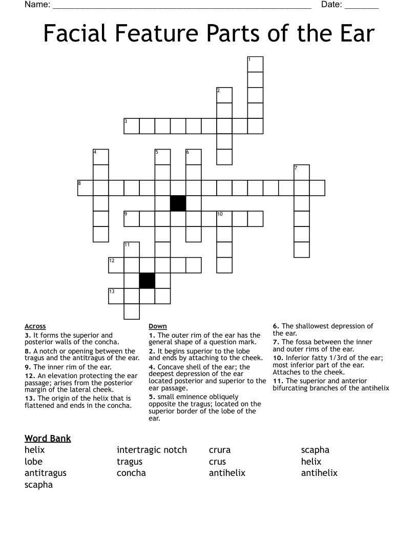 Facial Feature Parts of the Ear Crossword