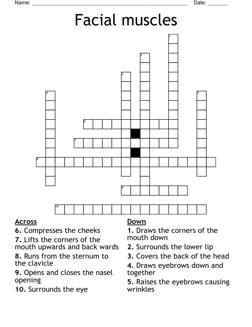 Facial muscles Crossword