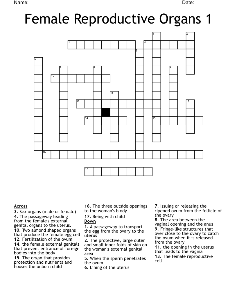 Female Reproductive Organs 1 Crossword