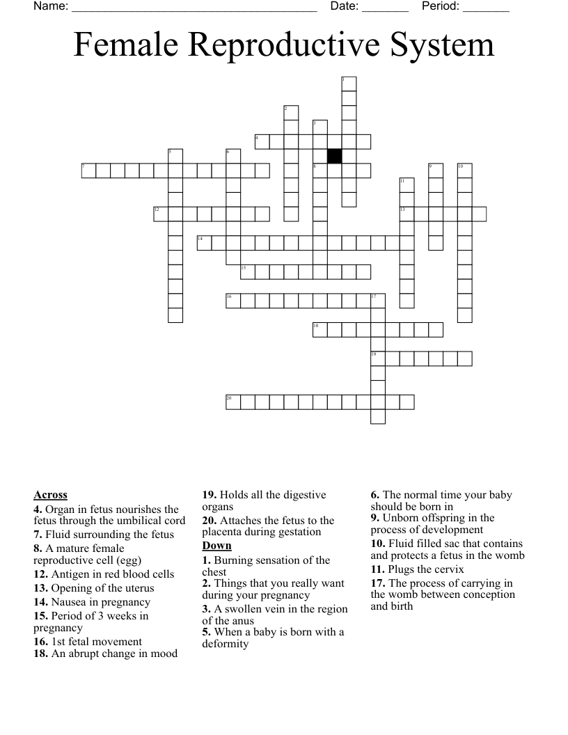 Female Reproductive System Crossword