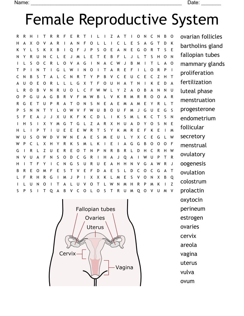 Female Reproductive System Word Search