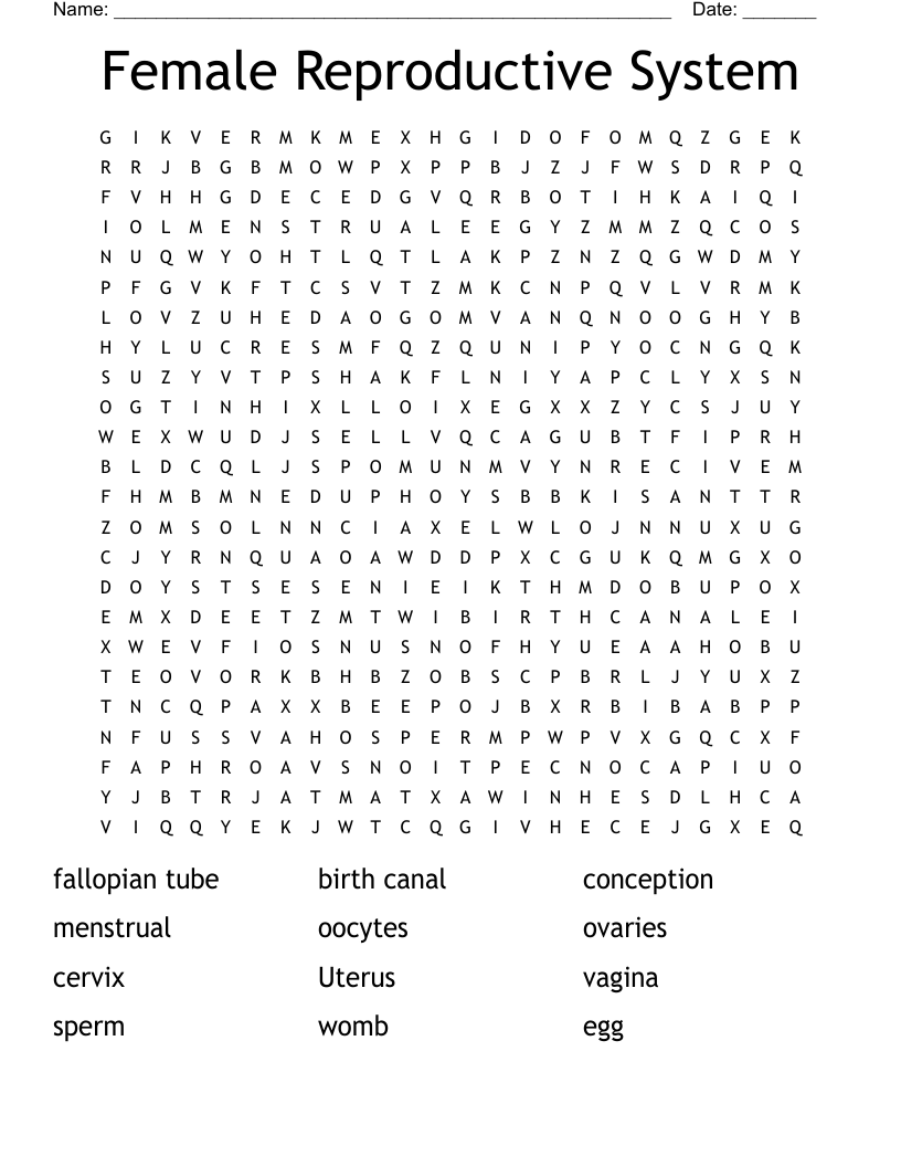 Female Reproductive System  Word Search