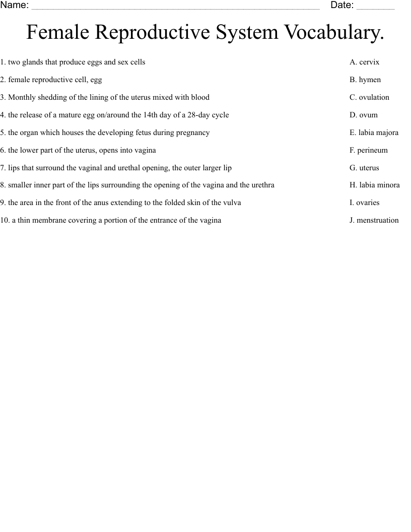 Female Reproductive  System Vocabulary.  Worksheet