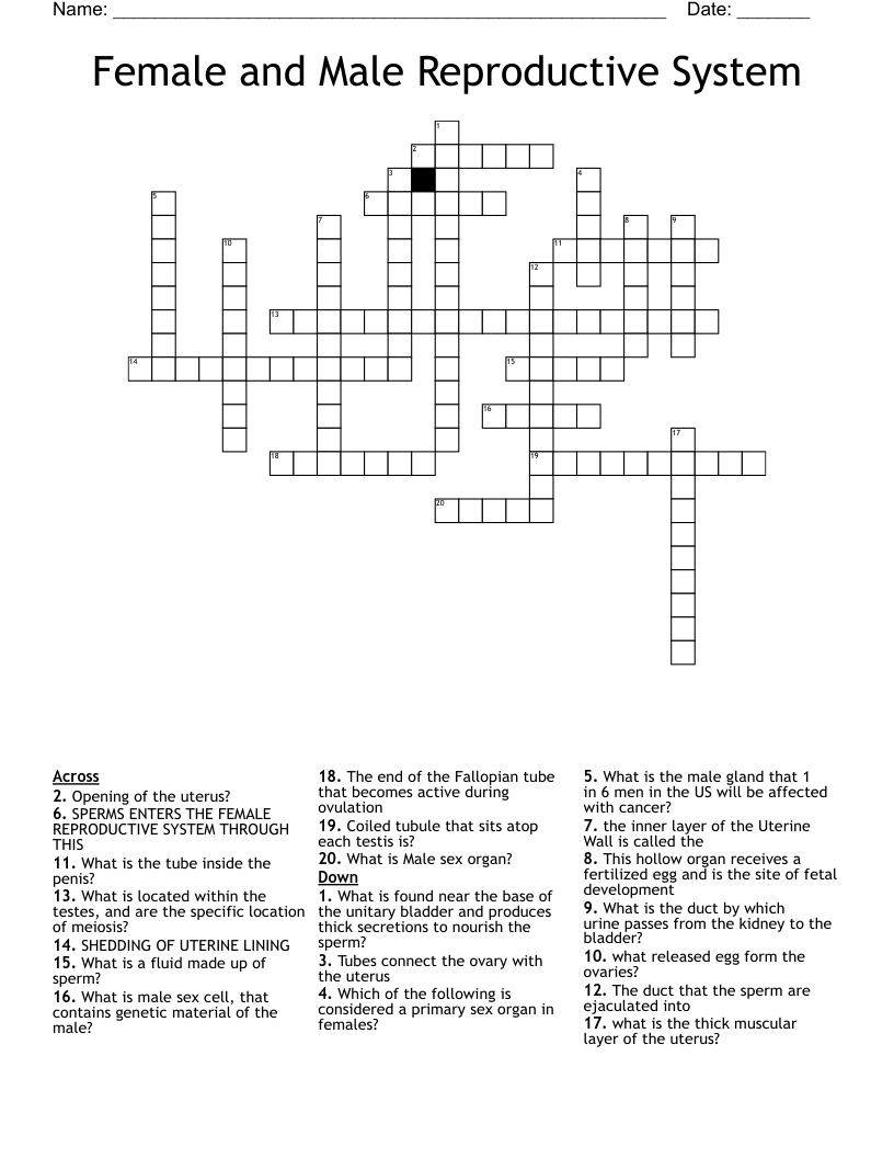 Female and Male Reproductive System Crossword