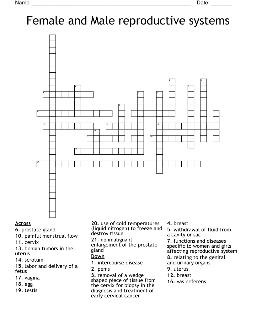 Female and Male reproductive systems Crossword
