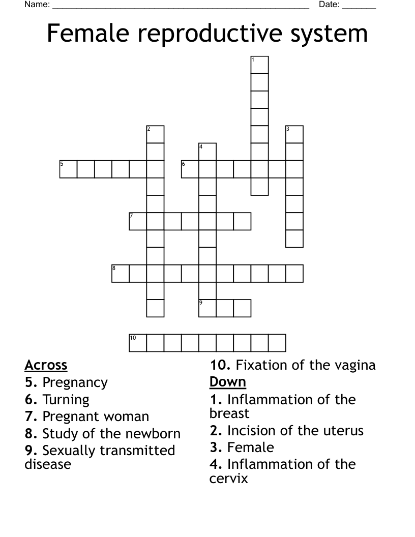Female reproductive system  Crossword