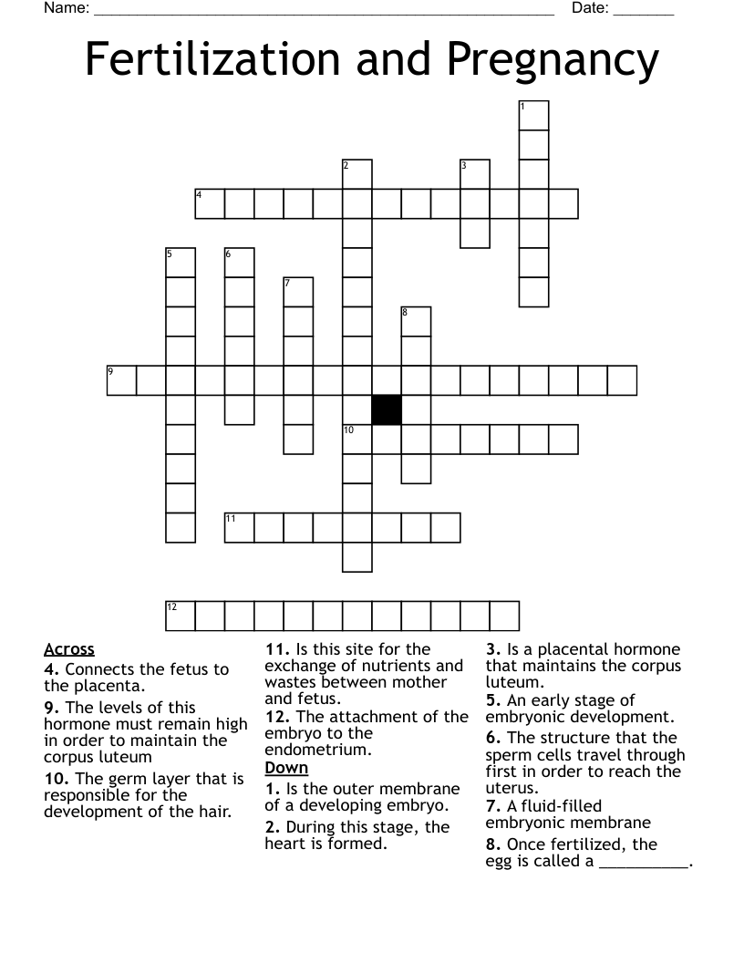 Fertilization and Pregnancy Crossword