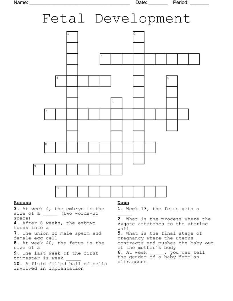 Fetal Development Crossword