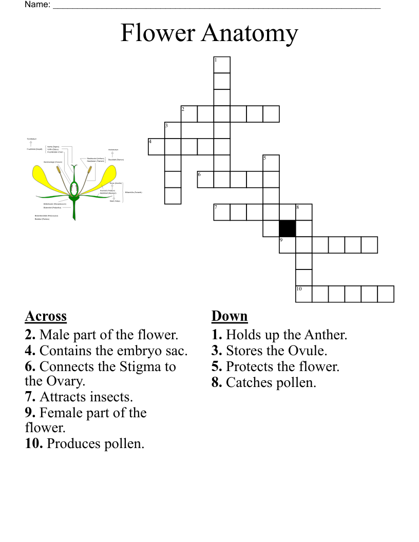 Flower Anatomy Crossword