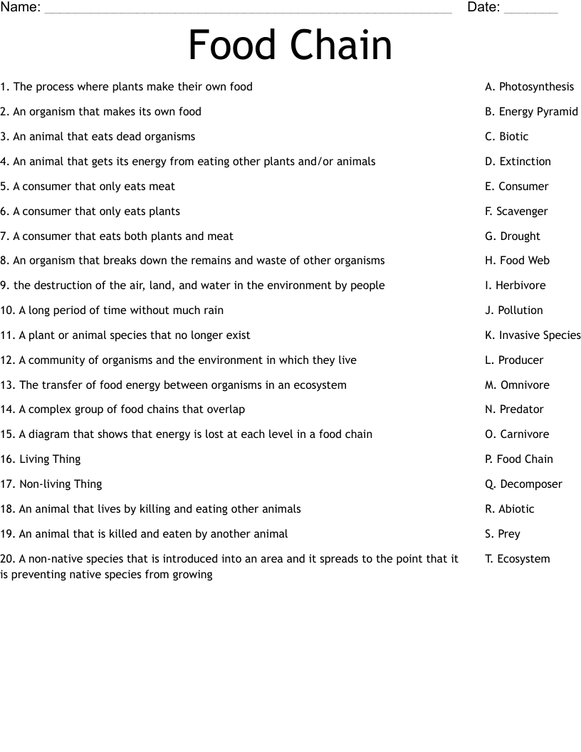 Food Chain Worksheet