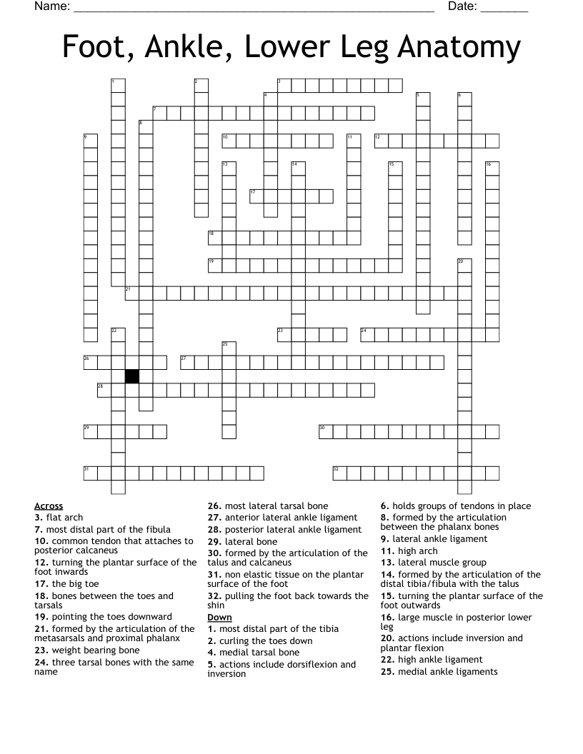Foot, Ankle, Lower Leg Anatomy Crossword