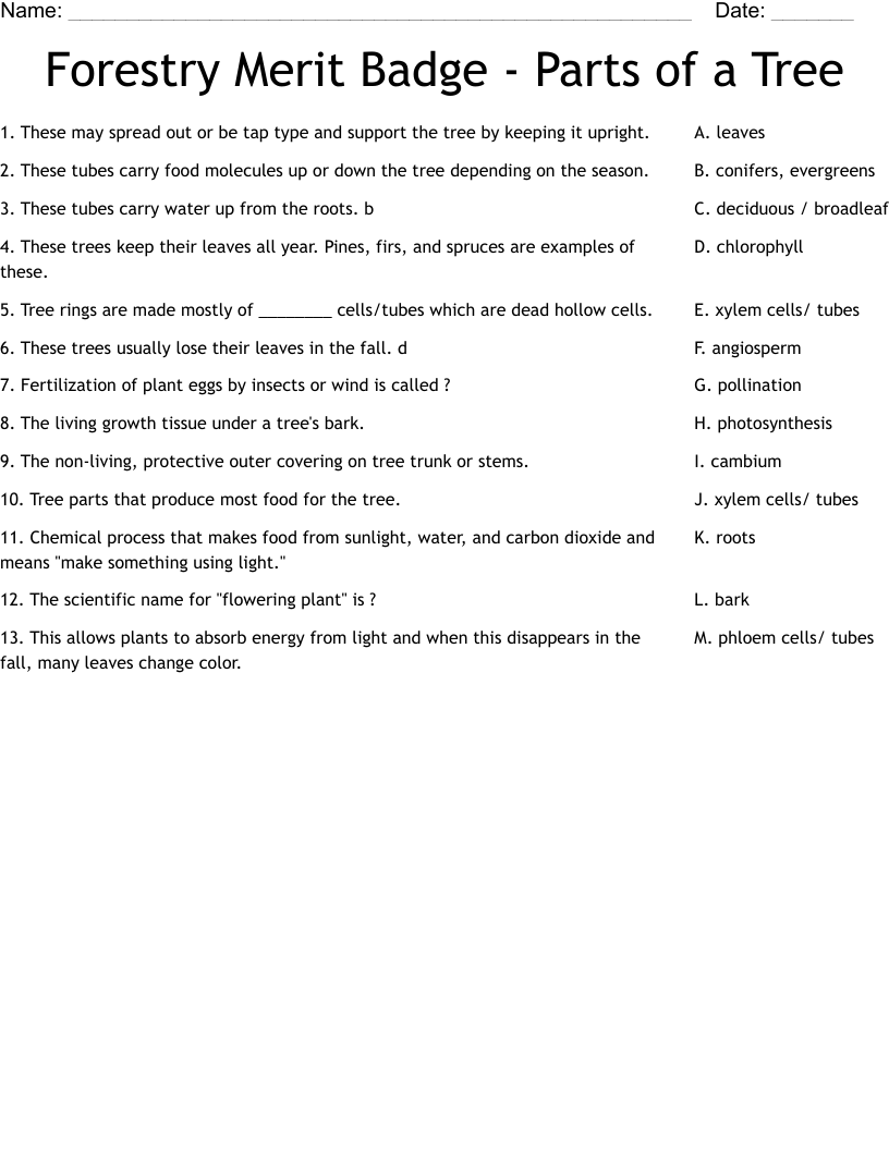 Forestry Merit Badge - Parts of a Tree Worksheet