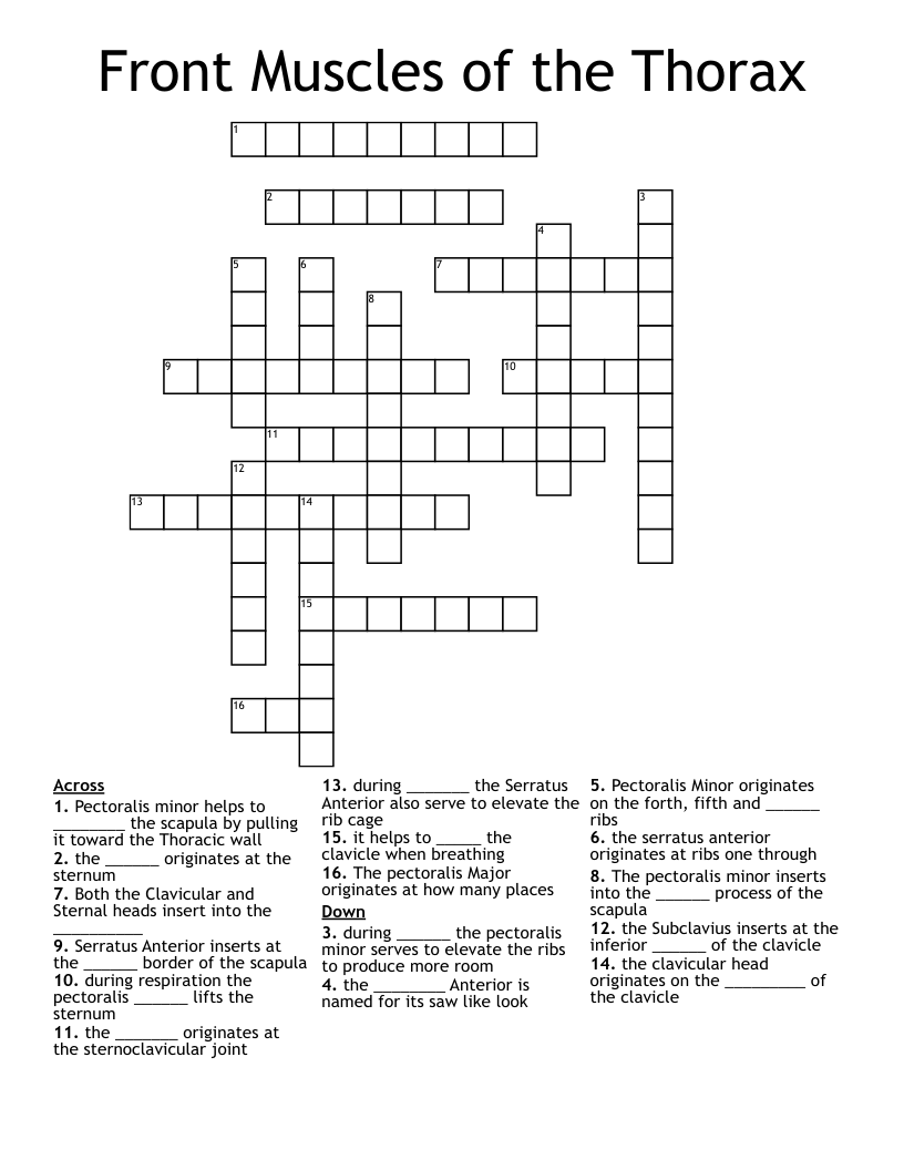 Front Muscles of the Thorax Crossword