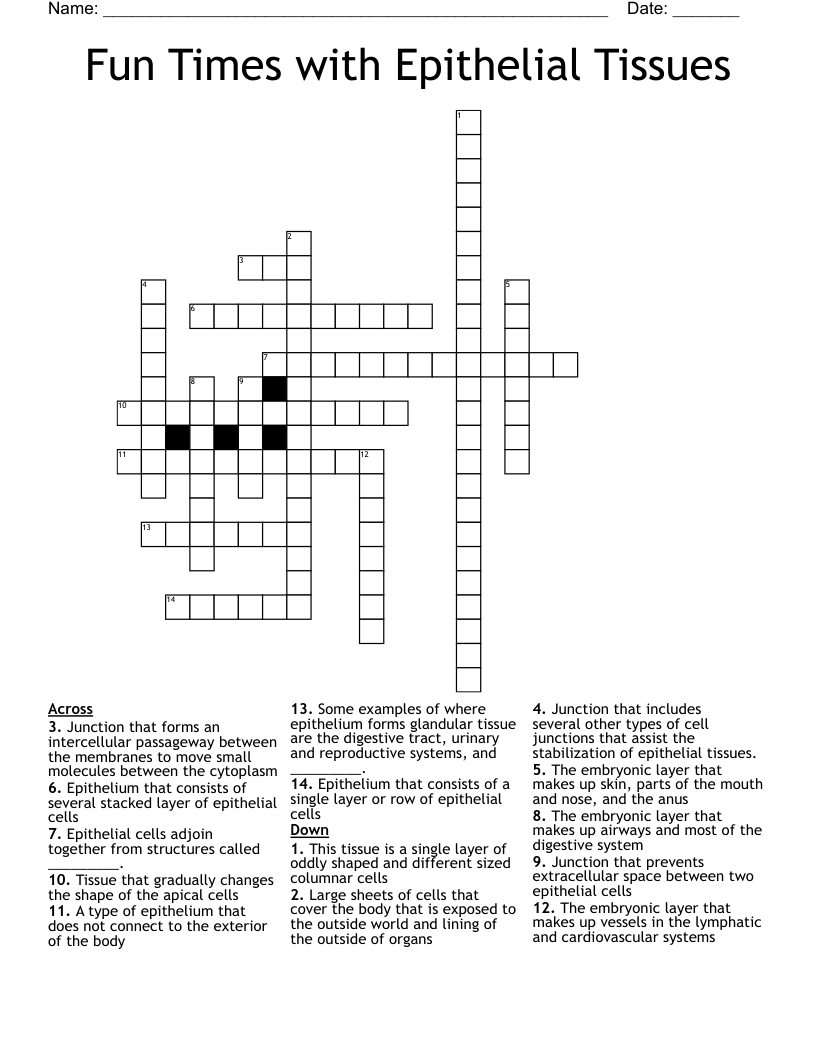 Fun Times with Epithelial Tissues Crossword