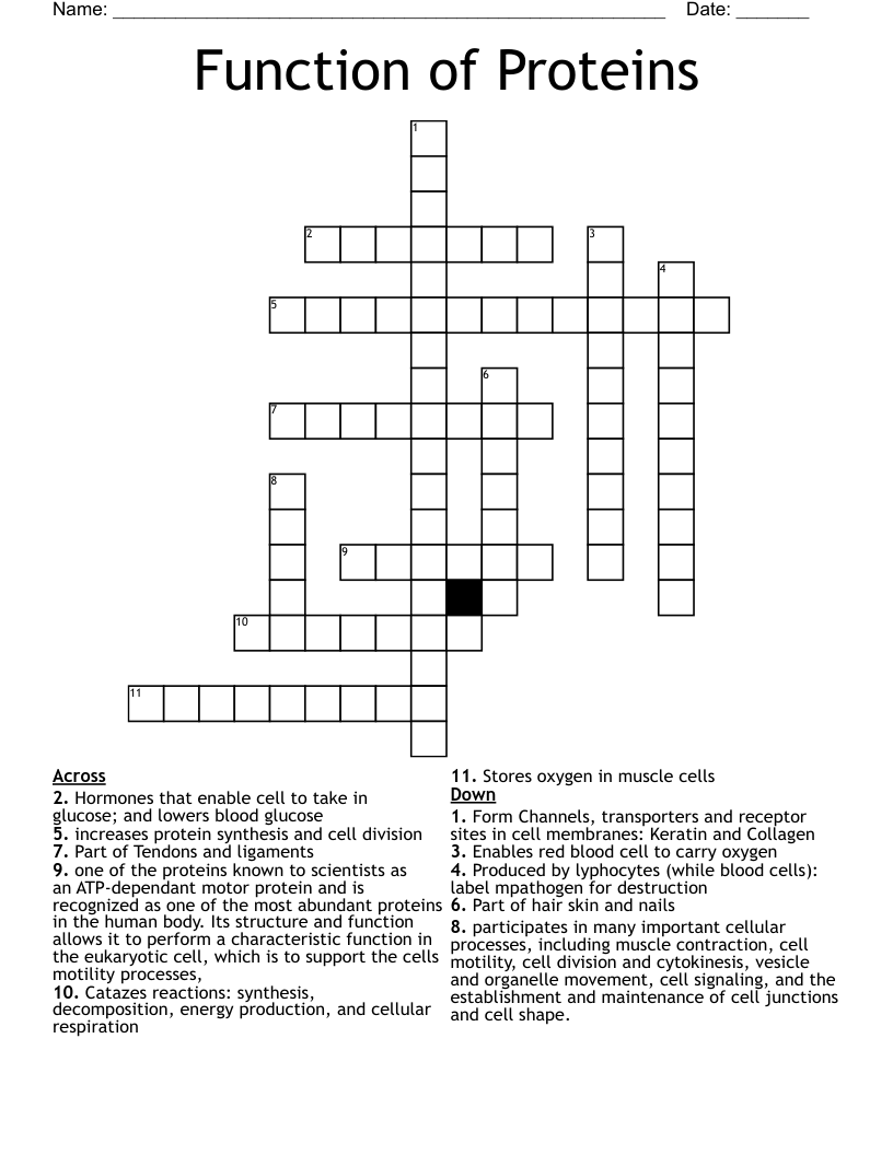 Function of Proteins Crossword