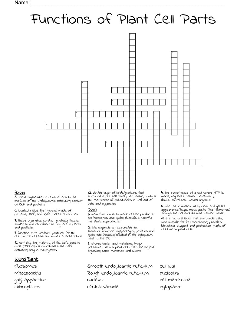 Functions of Plant Cell Parts Crossword