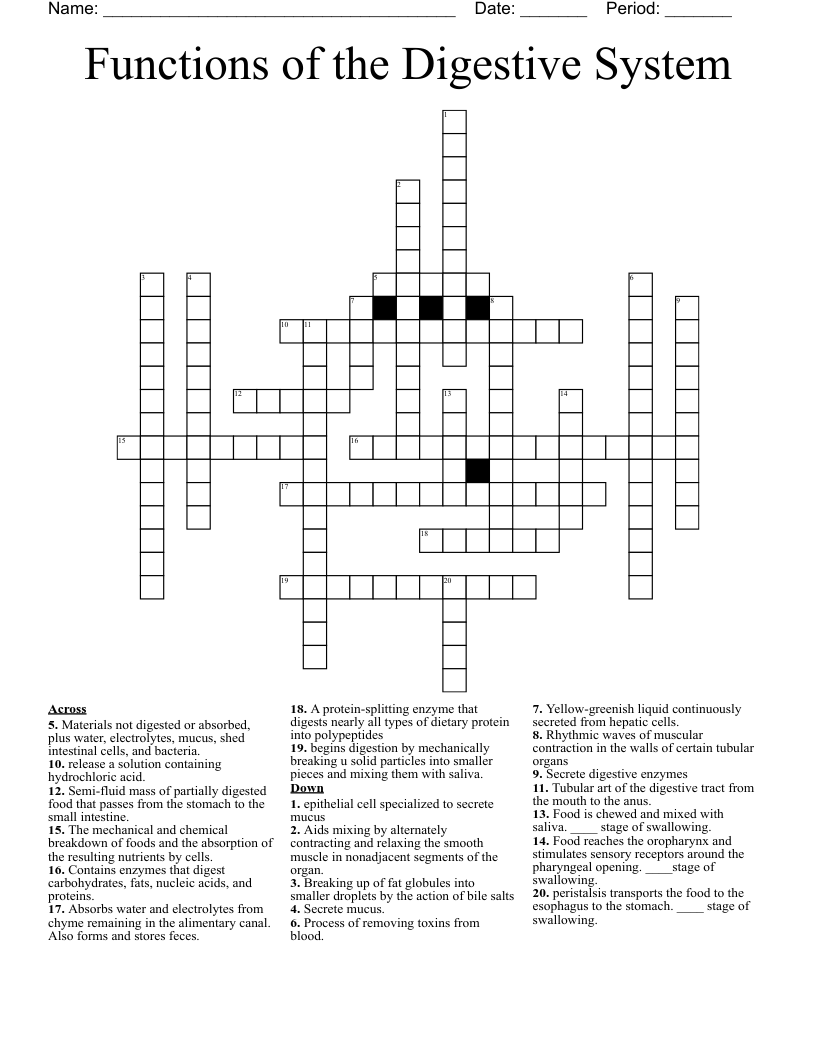 Functions of the Digestive System Crossword