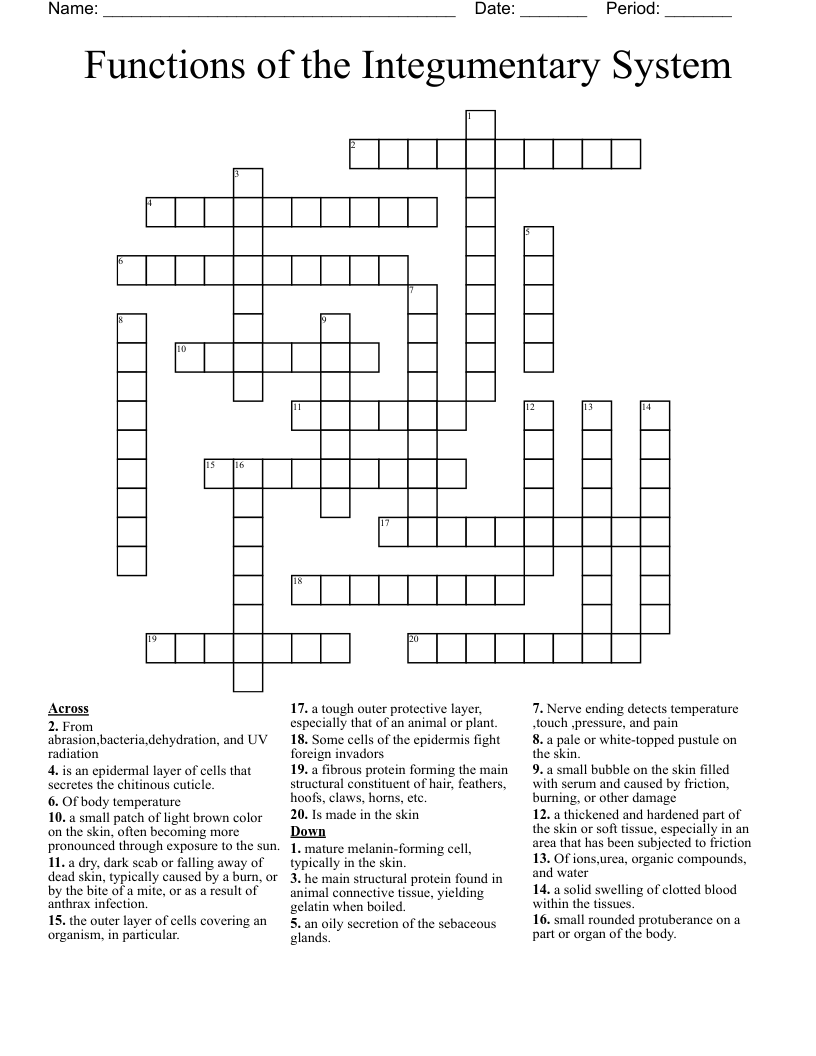 Functions of the Integumentary System Crossword