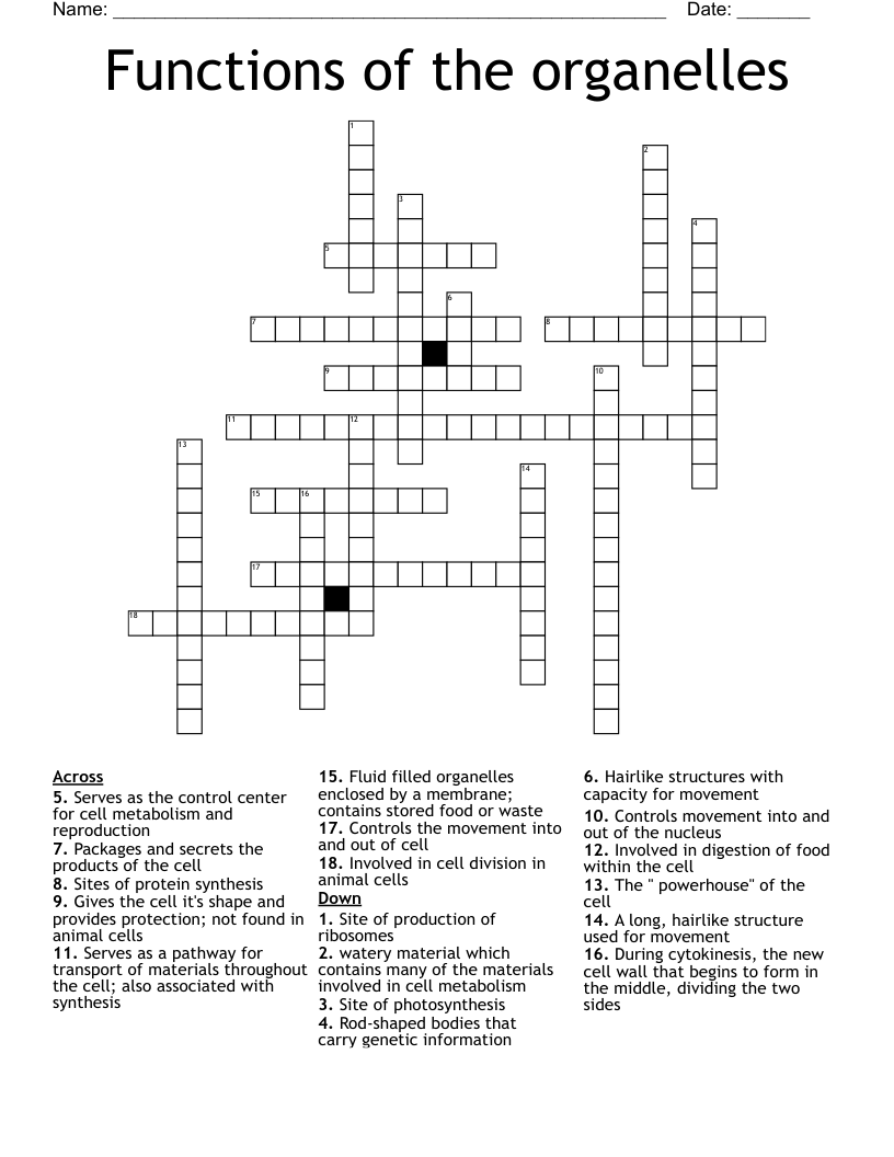 Functions of the organelles  Crossword