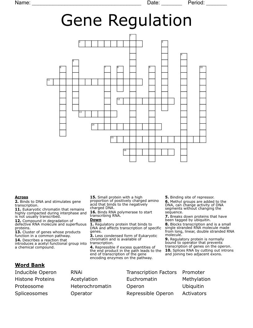 Gene Regulation  Crossword