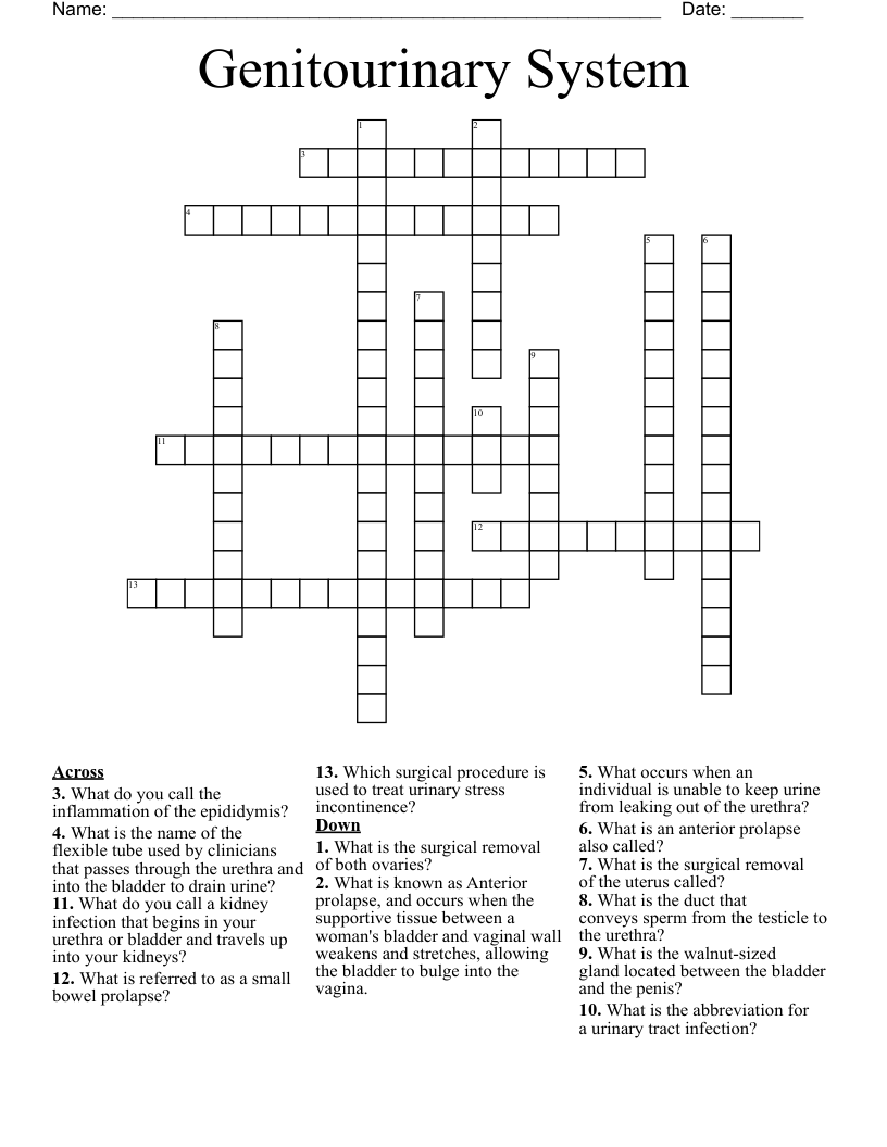 Genitourinary System Crossword
