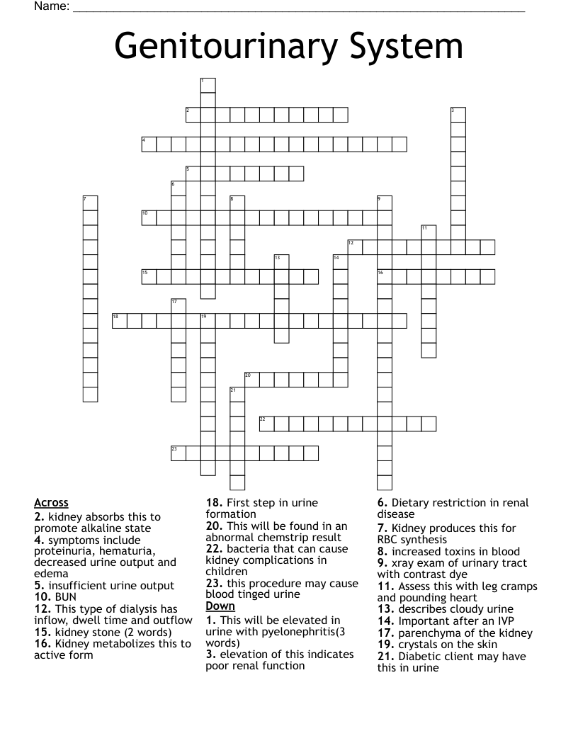 Genitourinary System Crossword