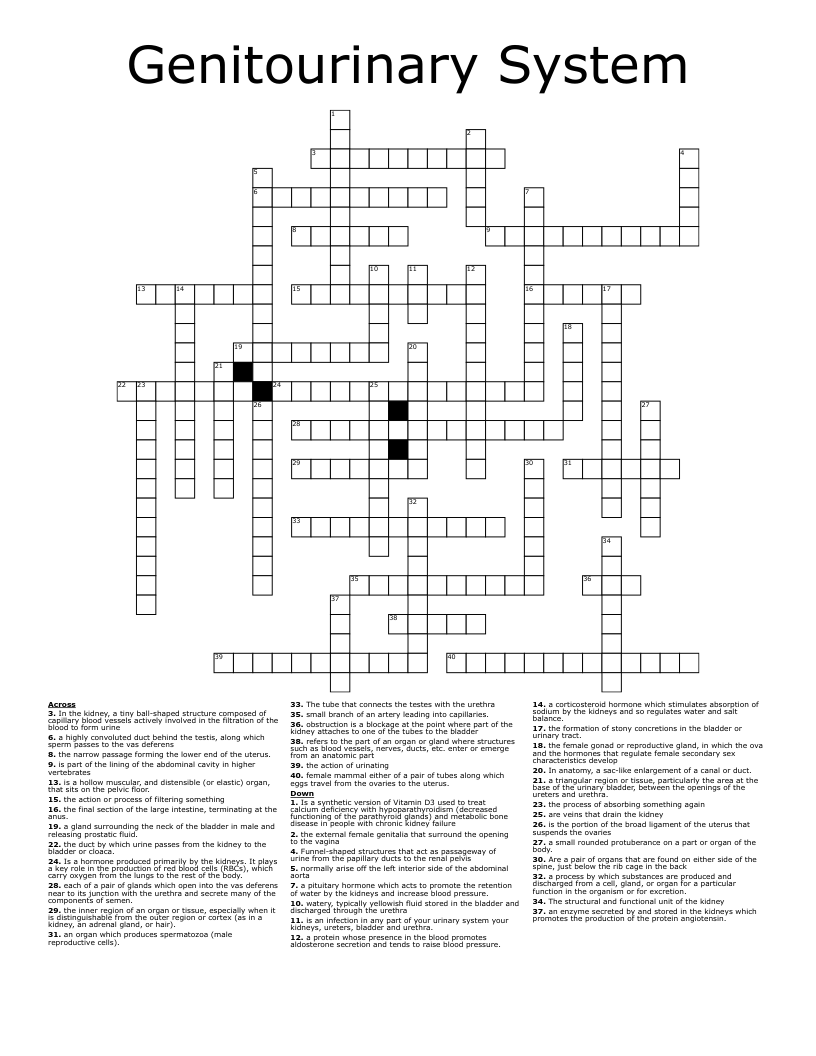 Genitourinary System  Crossword