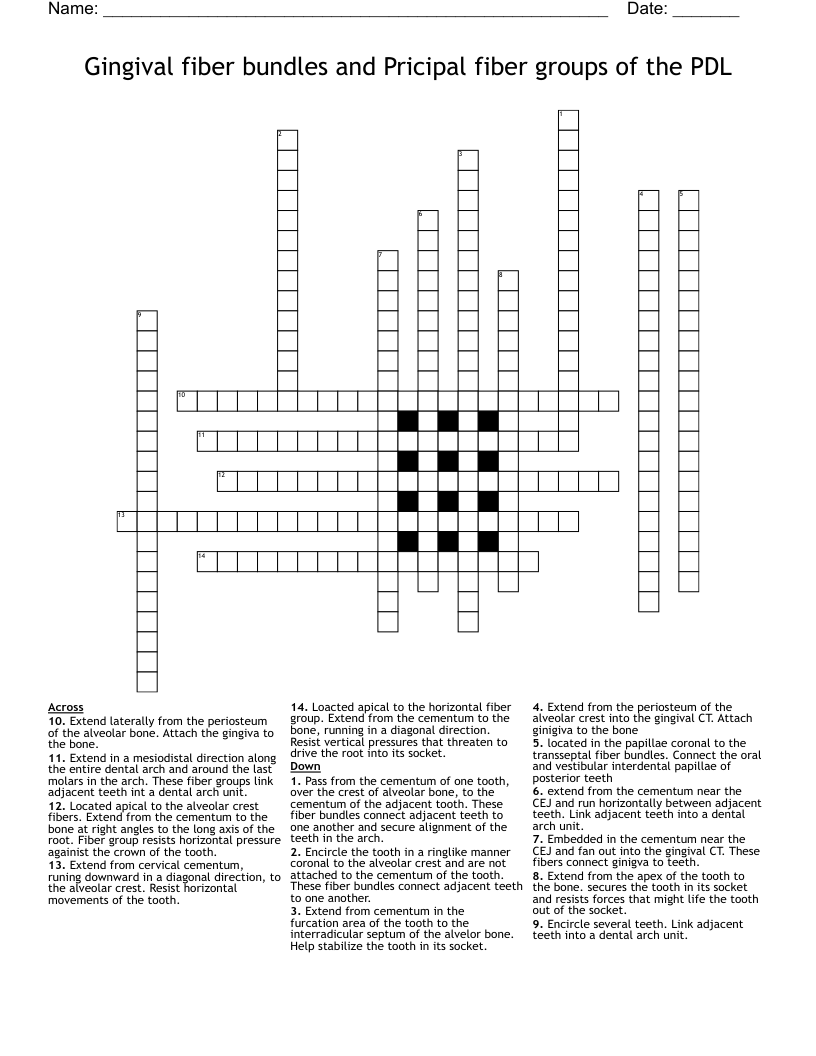 Gingival fiber bundles and Pricipal fiber groups of the PDL Crossword