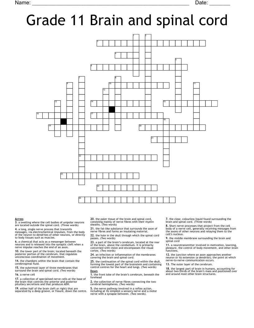 Grade 11 Brain and spinal cord Crossword