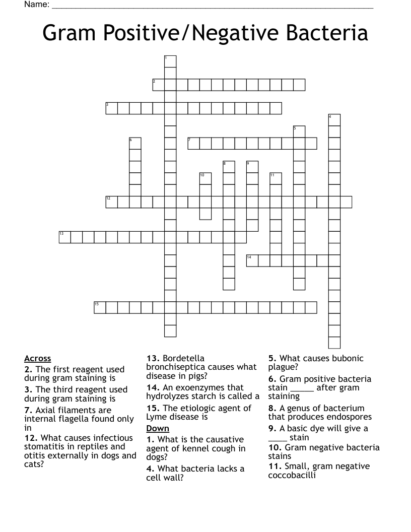 Gram Positive/Negative Bacteria Crossword