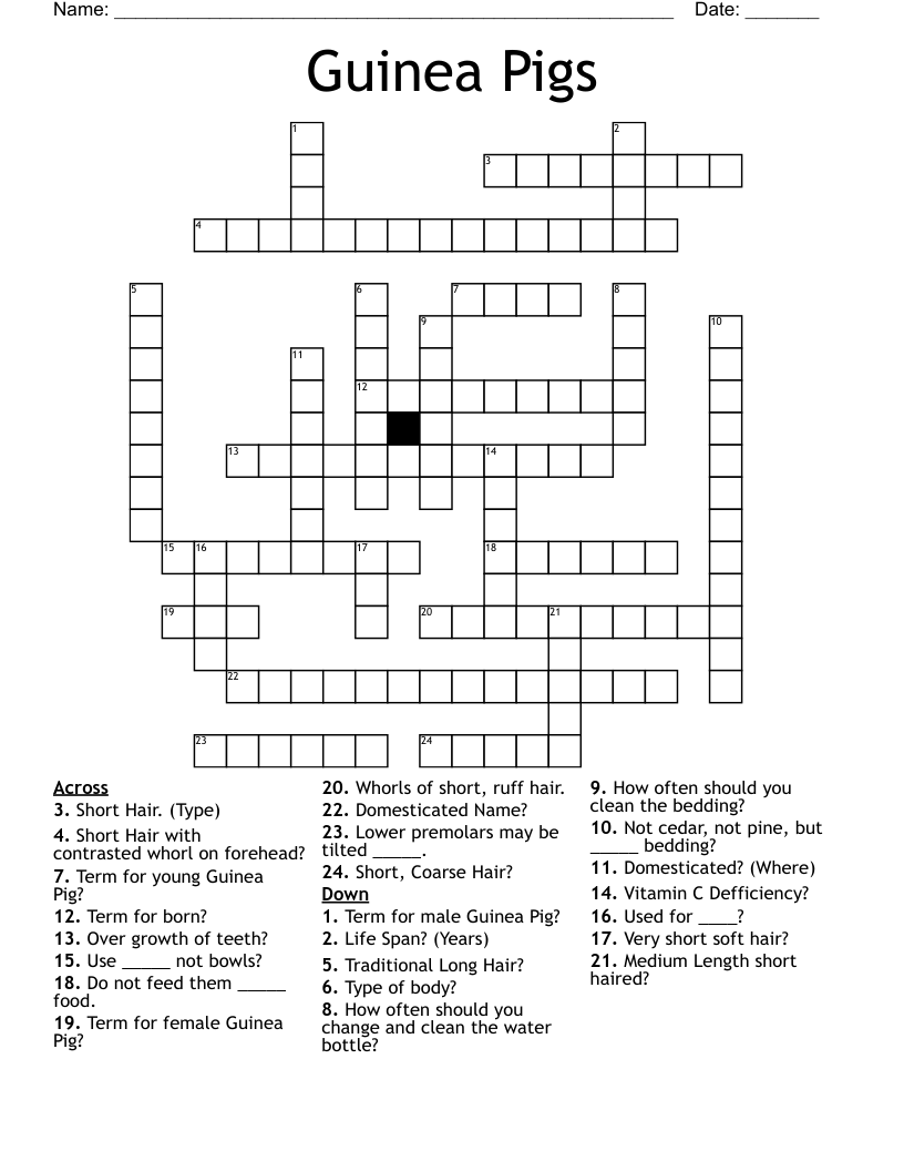 Guinea Pigs  Crossword