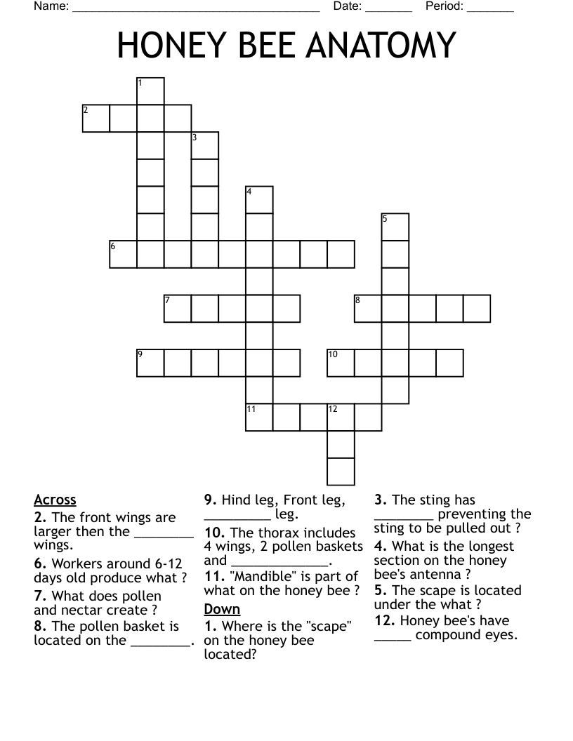 HONEY BEE ANATOMY  Crossword