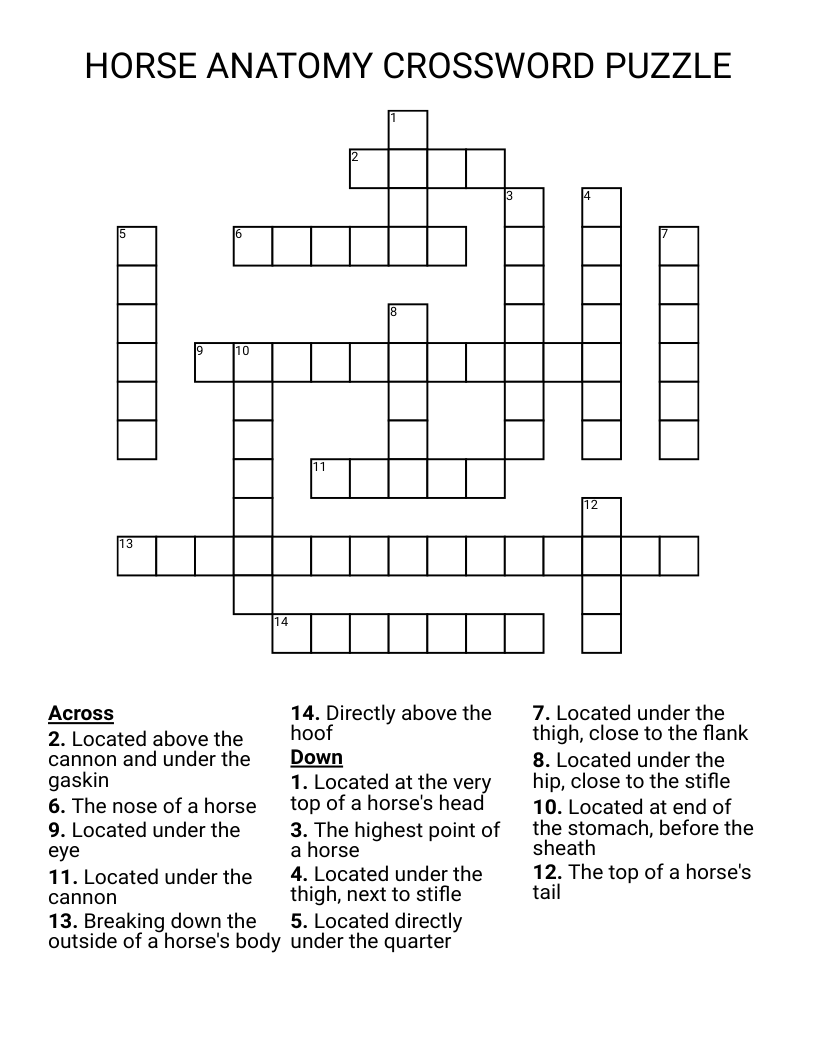 HORSE ANATOMY CROSSWORD PUZZLE