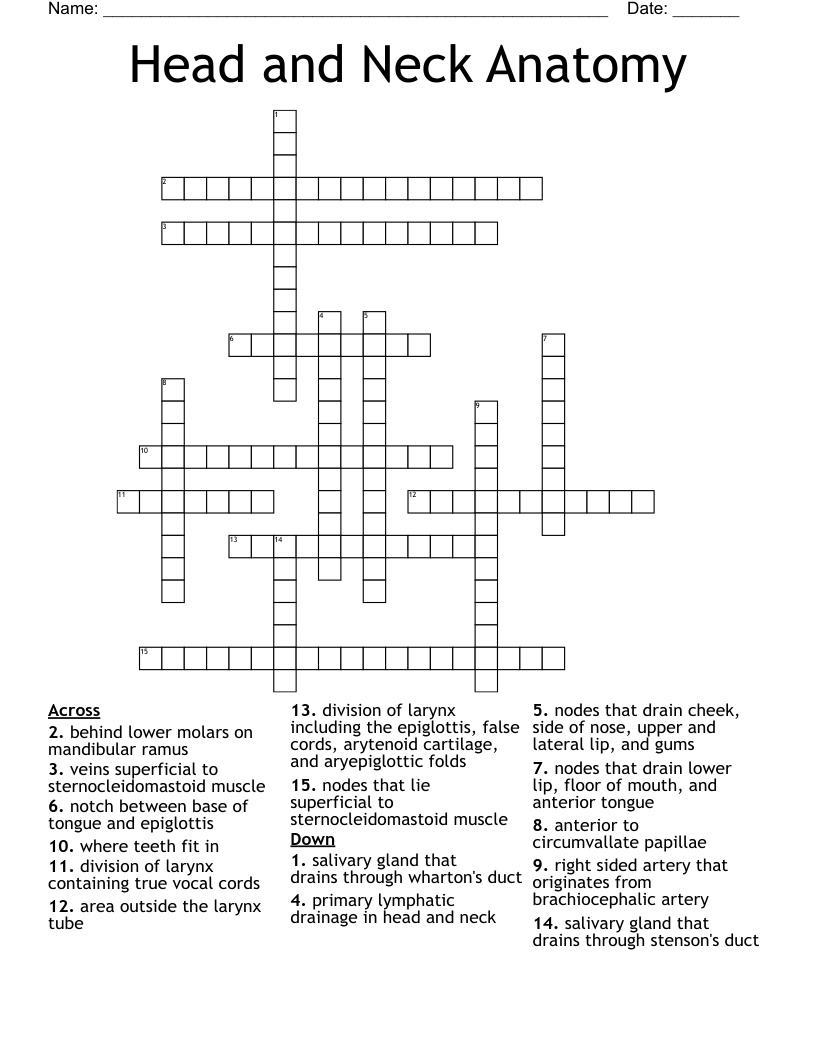 Head and Neck Anatomy Crossword