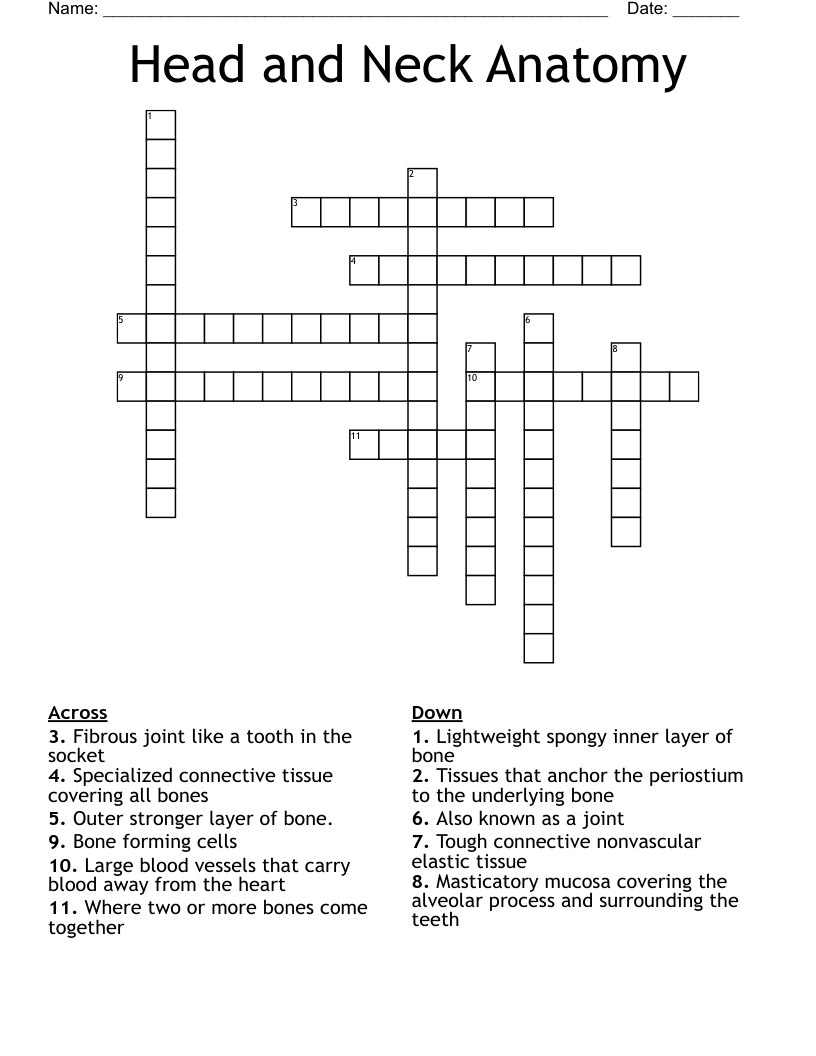Head and Neck Anatomy Crossword